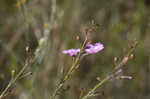 Tenlobe false foxglove